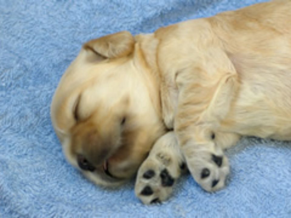 ヒューマンアカデミー通信講座のペット飼育管理士 講座一覧 | ベスト 