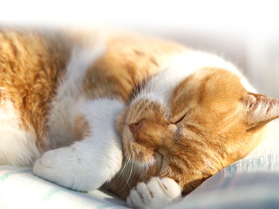 キャットケアスペシャリストの資格取得を目指す講座｜ベスト進学ネット