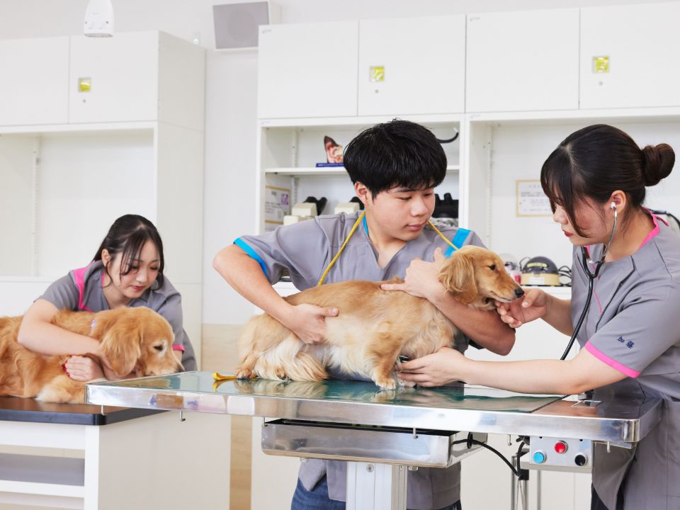 専門学校 東京ビジネス・アカデミー | 愛玩動物看護学科 〔3年制